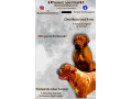 dogue-de-bordeaux-stenci-small-0