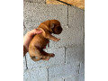 dogue-de-bordeaux-stenci-small-1