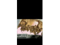 dogue-de-bordeaux-stenci-small-2