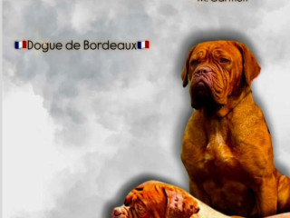 dogue-de-bordeaux-stenci