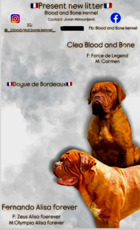 dogue-de-bordeaux-stenci-big-0