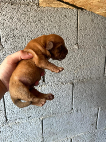dogue-de-bordeaux-stenci-big-1