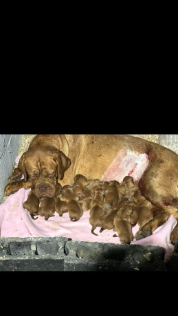 dogue-de-bordeaux-stenci-big-2