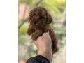 toy-i-mini-pudla-stenci-small-3
