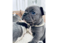 plavi-i-merle-egzoticni-francuski-buldozi-small-0