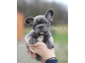 plavi-i-merle-egzoticni-francuski-buldozi-small-2