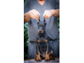 doberman-prelepi-stenci-small-0