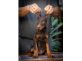 doberman-prelepi-stenci-small-2