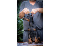 doberman-prelepi-stenci-small-3