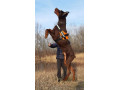 doberman-prelepi-stenci-small-4