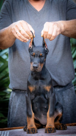 doberman-prelepi-stenci-big-0