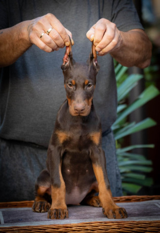 doberman-prelepi-stenci-big-1