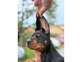 doberman-prelepi-stenci-small-0