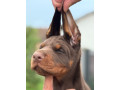 doberman-prelepi-stenci-small-1