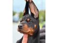 doberman-prelepi-stenci-small-2