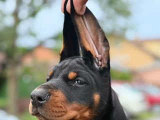 doberman-prelepi-stenci