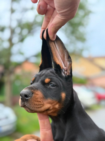 doberman-prelepi-stenci-big-0