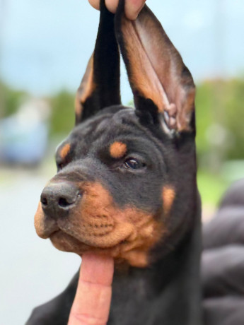doberman-prelepi-stenci-big-2