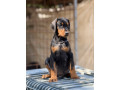 prodaju-se-prelepi-stenci-dobermana-rodjeni-02072025-small-0