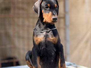 prodaju-se-prelepi-stenci-dobermana-rodjeni-02072025