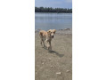 persijski-hrt-saluki-stenci-small-2