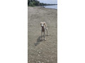 persijski-hrt-saluki-stenci-small-3
