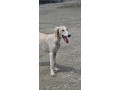 persijski-hrt-saluki-stenci-small-4