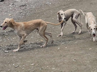 persijski-hrt-saluki-stenci