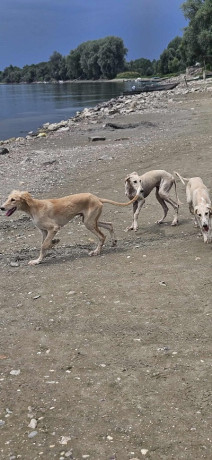 persijski-hrt-saluki-stenci-big-0