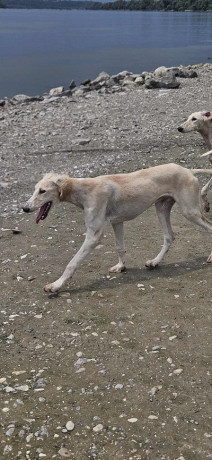 persijski-hrt-saluki-stenci-big-1
