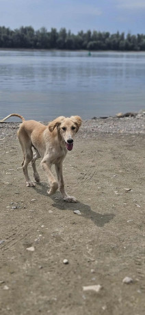 persijski-hrt-saluki-stenci-big-2