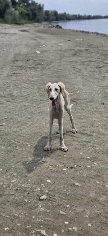 persijski-hrt-saluki-stenci-big-3