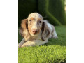 dugodlaki-jazavicar-small-0