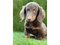dugodlaki-jazavicar-small-2