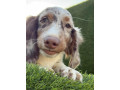 dugodlaki-jazavicar-small-4