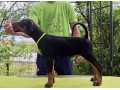 doberman-stenci-sampionskog-porekla-small-0