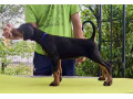 doberman-stenci-sampionskog-porekla-small-1