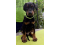 doberman-stenci-sampionskog-porekla-small-2