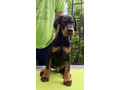 doberman-stenci-sampionskog-porekla-small-3