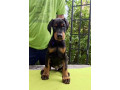 doberman-stenci-sampionskog-porekla-small-4