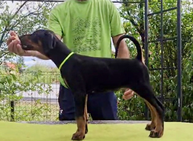 doberman-stenci-sampionskog-porekla-big-0