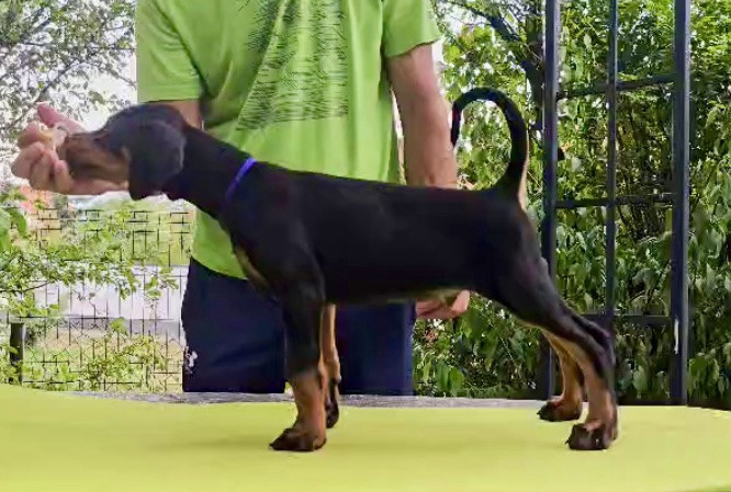 doberman-stenci-sampionskog-porekla-big-1