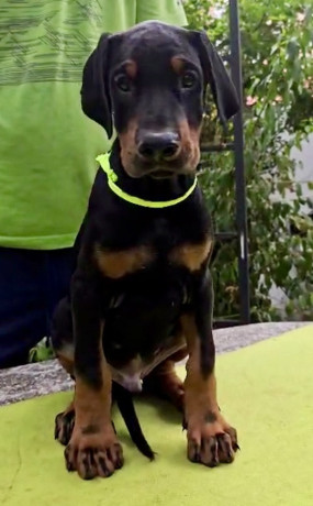 doberman-stenci-sampionskog-porekla-big-2