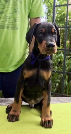 doberman-stenci-sampionskog-porekla-big-3