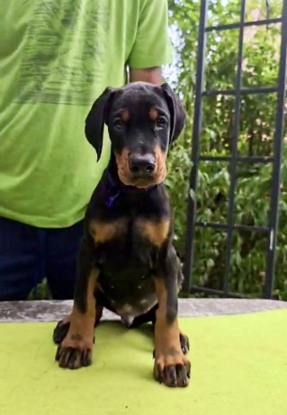 doberman-stenci-sampionskog-porekla-big-4