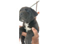 cane-corso-small-1