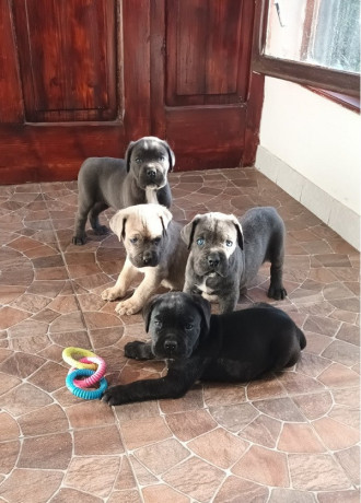 cane-corso-big-0