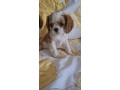 cavalier-king-charles-stenci-small-1