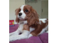 cavalier-king-charles-stenci-small-3