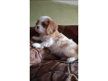 cavalier-king-charles-stenci-small-4